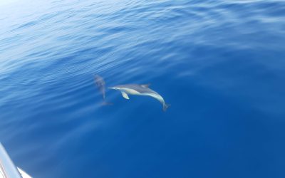 5 Consejos de conservación marina y sostenibilidad en barco en Marbella