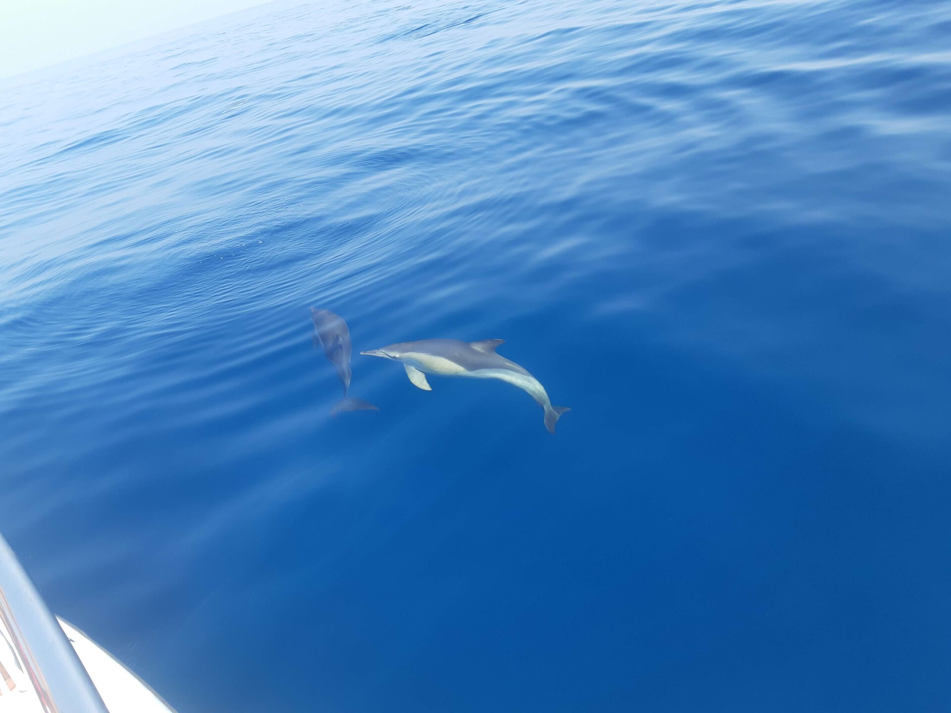 Avistamiento delfines Lovit Charter Marbella