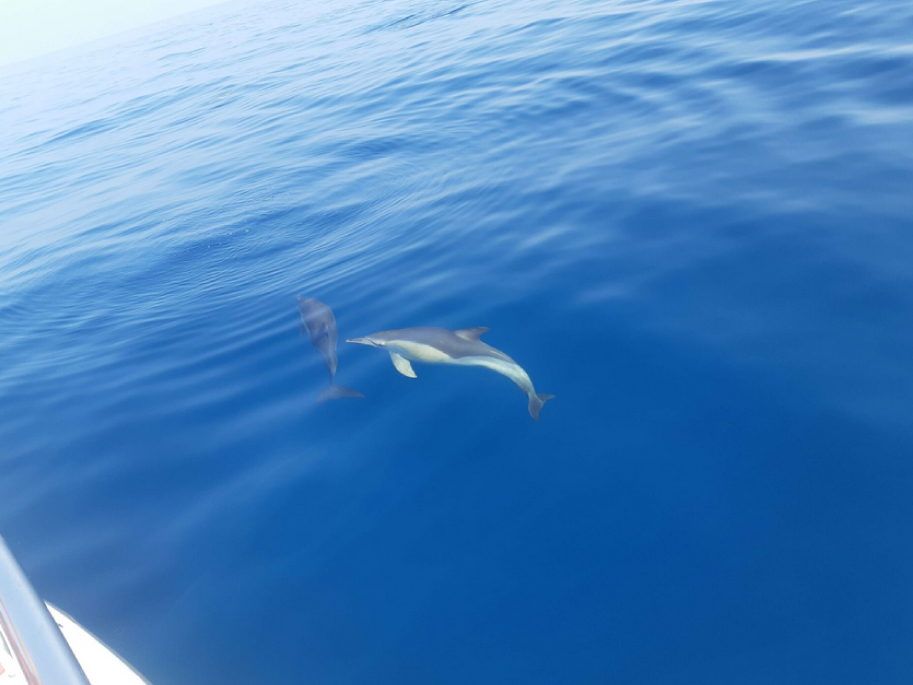 Vista de delfines en barco Lovit Charter Marbella