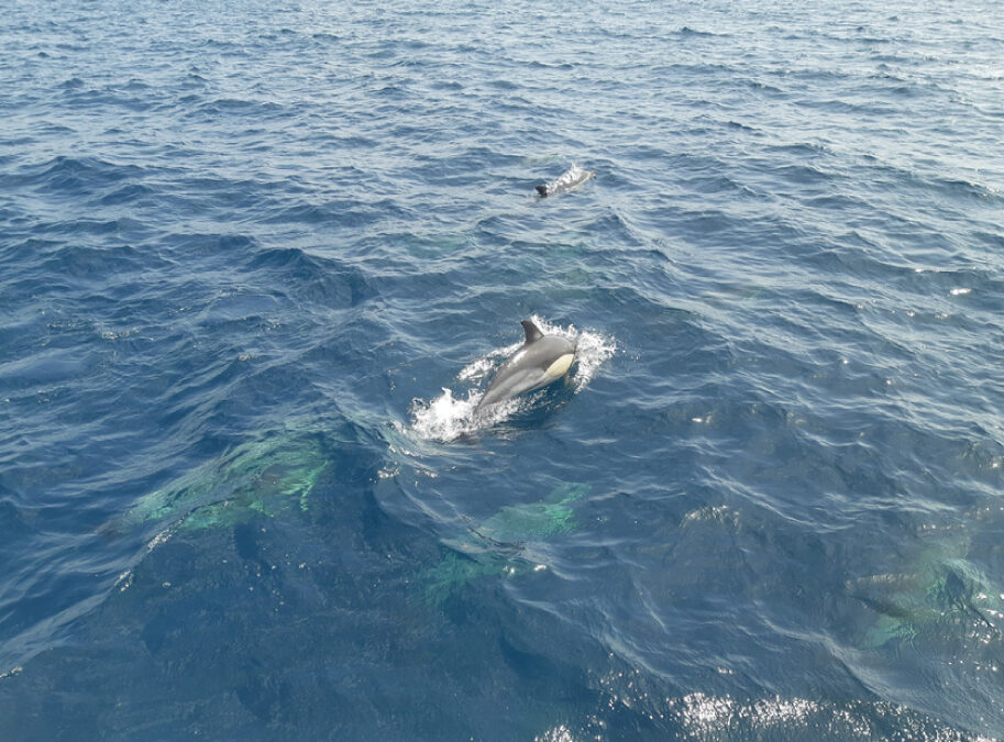 Explorando la Vida Marina: Qué Especies Puedes Ver en la Costa del Sol