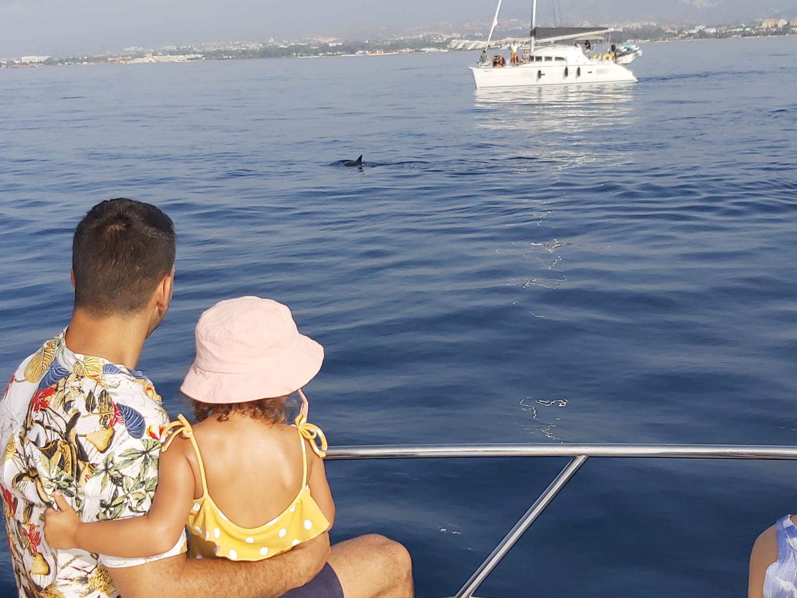 Vista de delfines en barco Lovit Charter barco