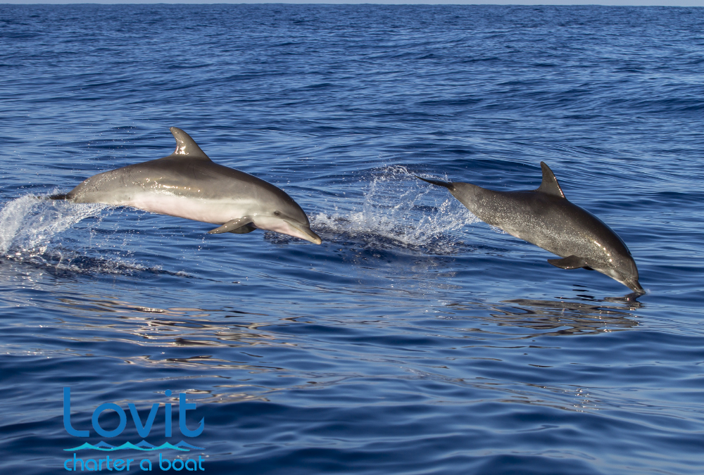 Avistamiento de delfines en Marbella con Lovit Charter