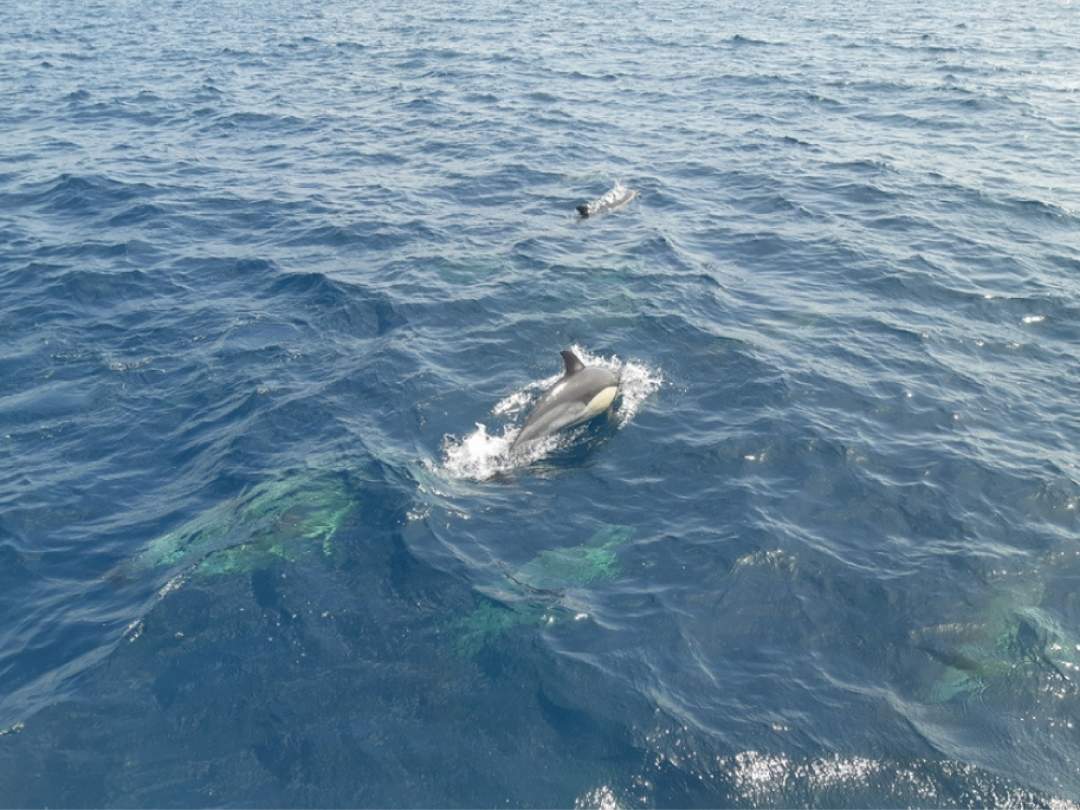 Avistamiento de delfines con barco de alquiler con capitán en Marbella