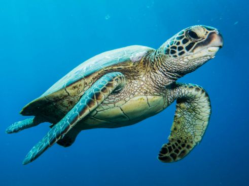 Excursiones en barco en Marbella