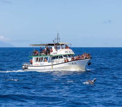 Dolphin Watching on the Costa del Sol