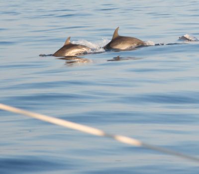 Pesca en barco Lovit Charter Marbella