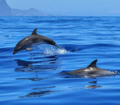 Equipo para pesca de fondo en Marbella - Lovit Charter