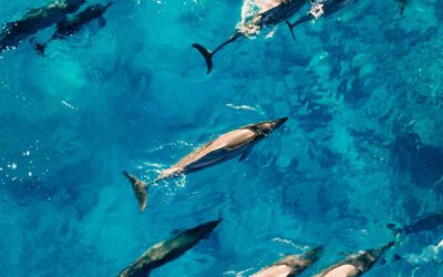 Dolphin Watching on the Costa del Sol: Experience the Magic