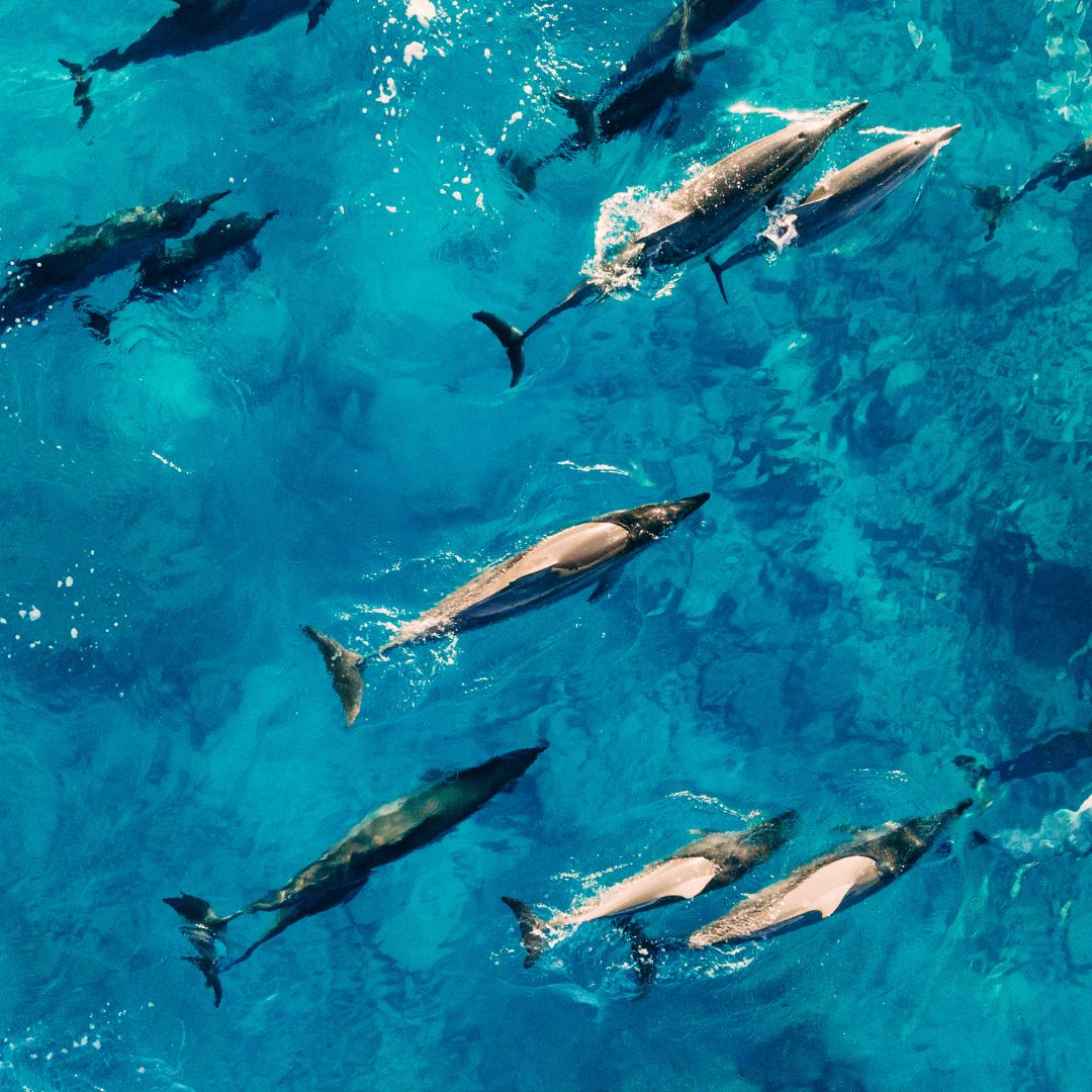 dolphin watching on the Costa del Sol