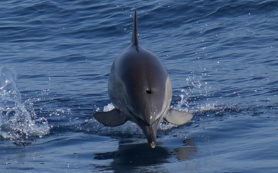 Boat route through Puerto Banús and Marbella with dolphin watching