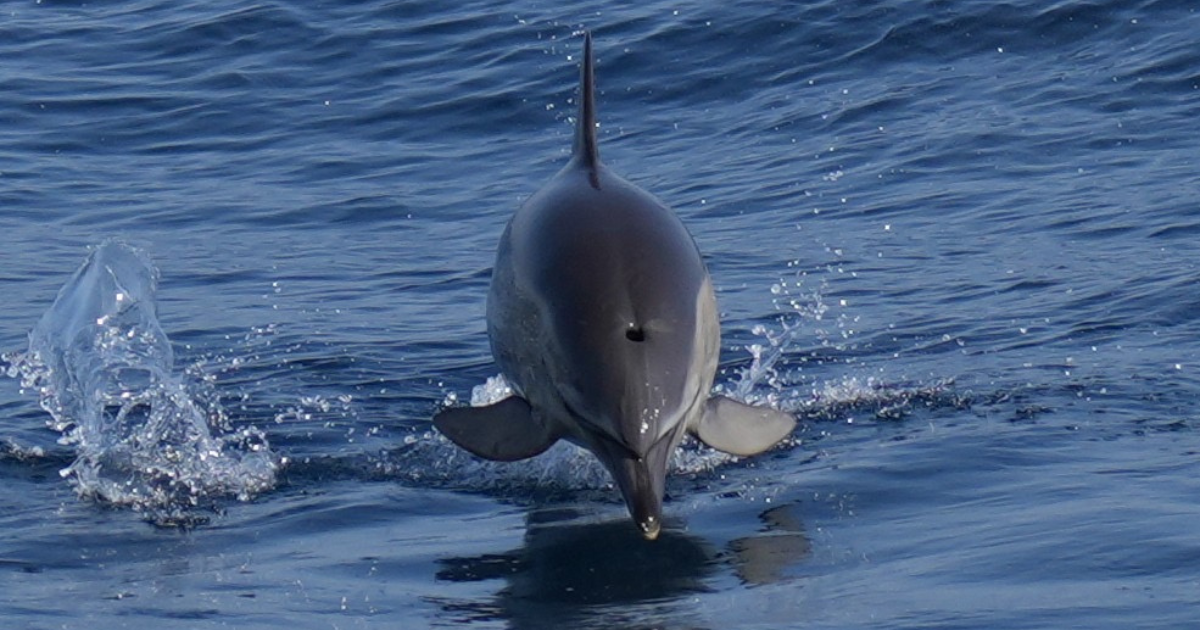 Boat route through Puerto Banu?s and Marbella with dolphin watching