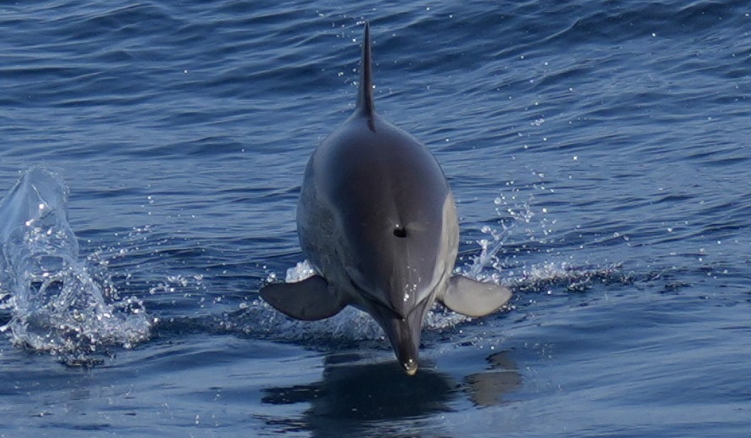 Ruta en barco por Puerto Banu?s y Marbella con avistamiento de delfines